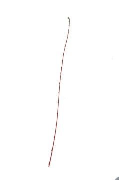 Tampon Bandı Arka R11 (İnce Kırmızı)